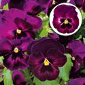 Bild von Viola P9 Grootbloemig Rose velour